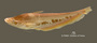 Wallago maculatus FMNH 68038 holo lat